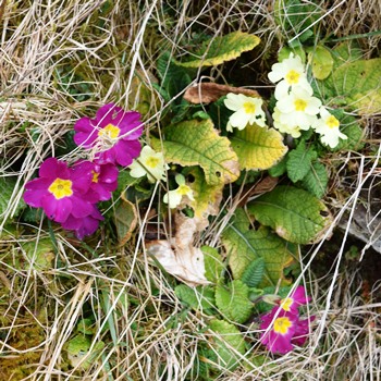 mixed Primrose