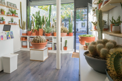 Cactus c