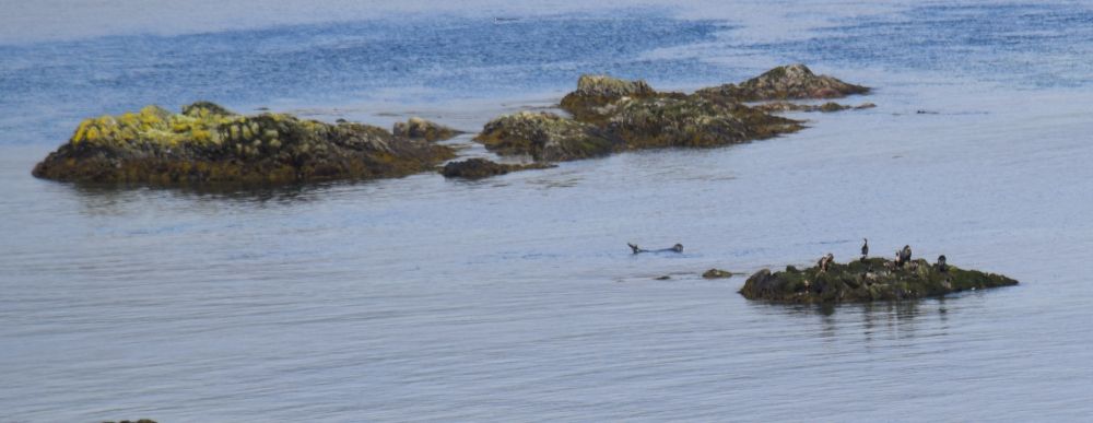 Seal