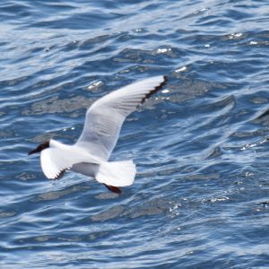 gull