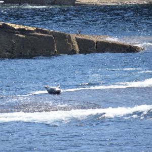 Seal