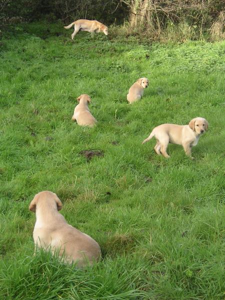 Puppys in field