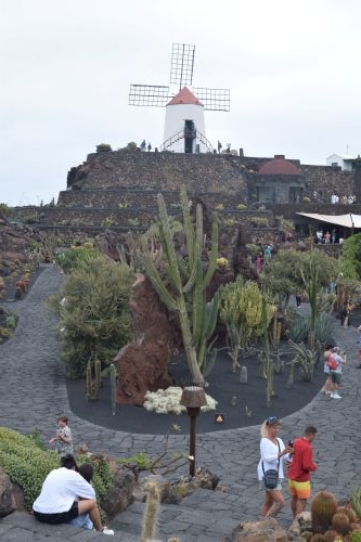 Cactus garden